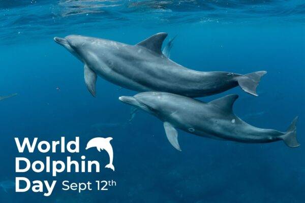 World Dolphin Day